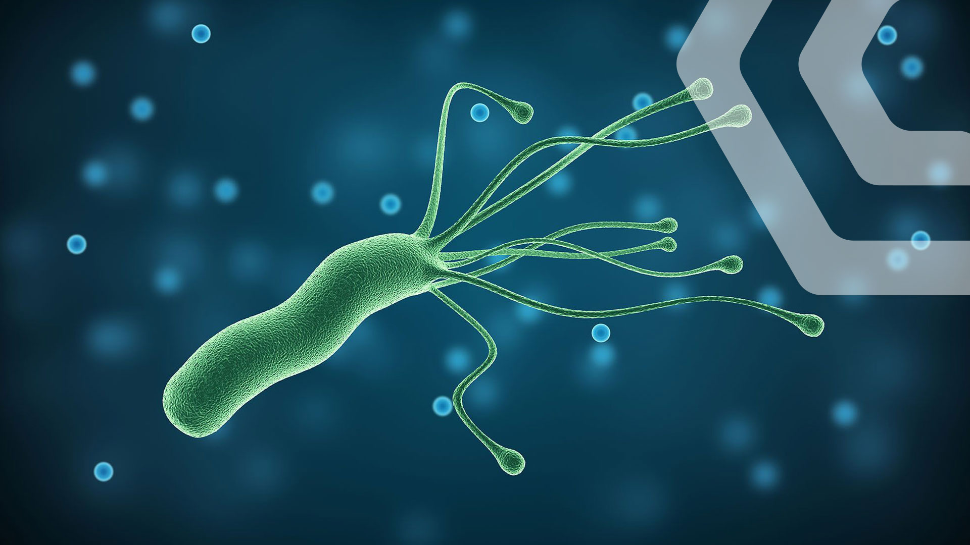 რა არის ჰელიკობაქტერია?