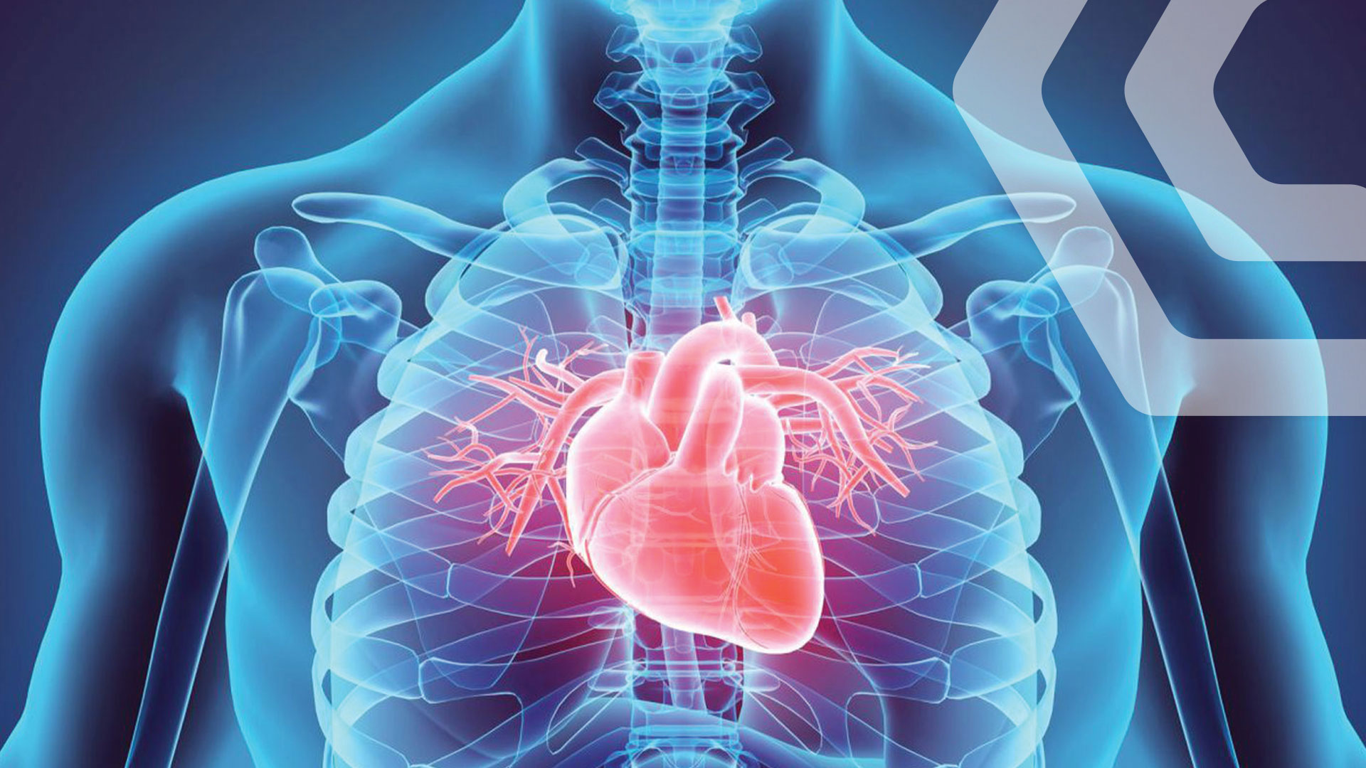 გაზაფხული და გულ-სისხლძარღვთა სისტემა